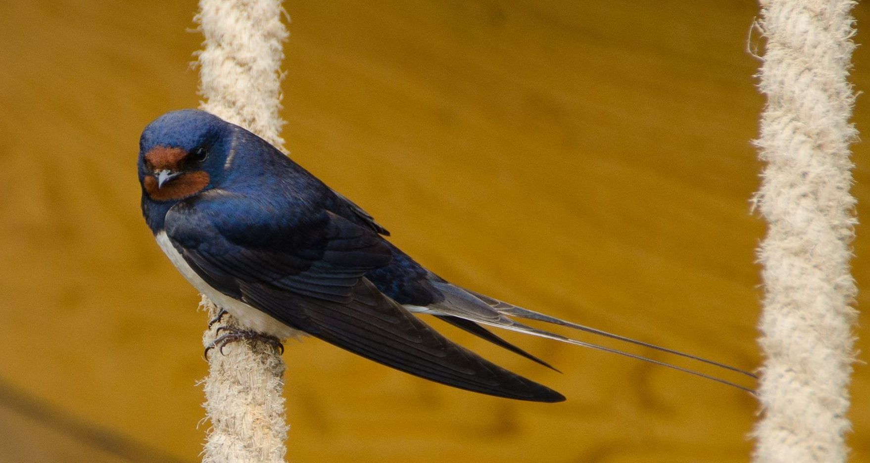 Atlas de la biodiversité des sites conservatoires